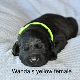 Yellow female - Black female Labrador Retriever puppy in Mississippi from Sure Shot English Labs