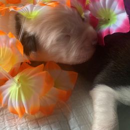 Saint Bernard Puppies from Fletchers Saints