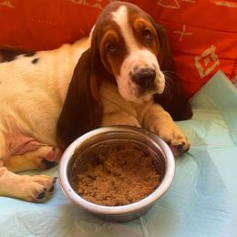 P4M - White black and red male Basset Hound puppy in Honolulu, Hawaii from Sun’Hawaii Basset Hound