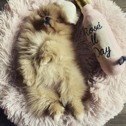 Pomeranian Puppies from Endure Farm Inc