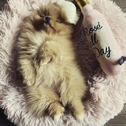 Pomeranian Puppies from Endure Farm Inc