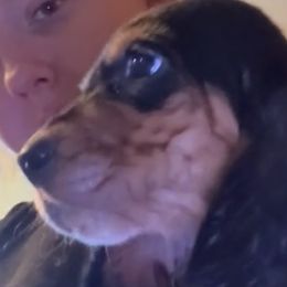 Boy 2 - Black tan and white male Basset Hound puppy in Letcher, Kentucky from Hackers Appalachian Basset Hounds