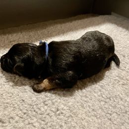 Girl 3 - German Shepherd puppy in Cedar City, Utah from Arco Shepherds