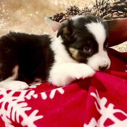 Trish - Black tri-color female Australian Shepherd puppy in Marshfield, Vermont from Discovery Hill Australian Shepherds