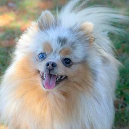 Eevie - Pomeranian
