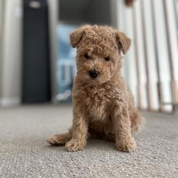 Ramen - Apricot female Yorkipoo puppy in Stafford, Virginia from Morris Doodles Virginia