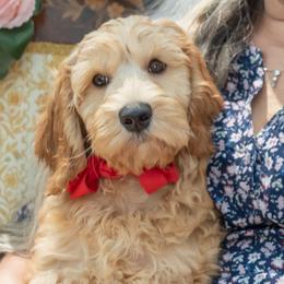 Red Collar Boy (Luke) - Australian Labradoodle puppy from Rose Cottage Labradoodles