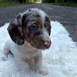 Cosmo - Chocolate and tan male Dachshund puppy in Batson, Texas from 409_Mini Dachshunds