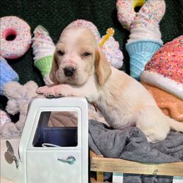 Hannah - Lemon and white female Basset Hound puppy in Big Rapids, Michigan from Basket Hound Bassets
