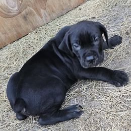 Boy 2 - Black male Cane Corso puppy in Lakeland, Florida from LunaLinks Cane Corsos