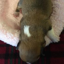 Pembroke Welsh Corgi Puppies from Whimsical Treasure Corgis