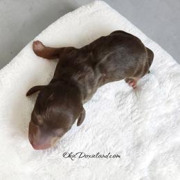 Maximus - Chocolate and cream male Dachshund puppy in Oklahoma City, Oklahoma from OkieDoxieland Dachshunds