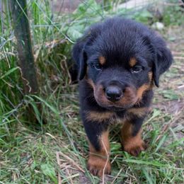 Rottweiler Puppies from Wildhaven Rottweilers
