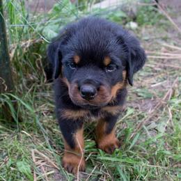 Rottweiler Puppies from Wildhaven Rottweilers