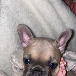 French Bulldog Puppies from Farm Fresh Frenchies