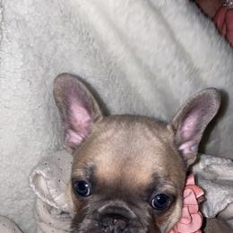 French Bulldog Puppies from Farm Fresh Frenchies