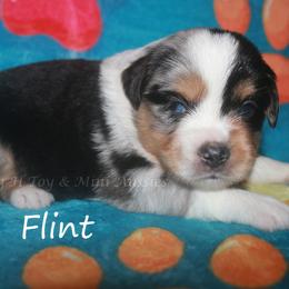 Flint - Blue merle male Miniature American Shepherd puppy in Godley, Texas from Flying H Toy and Mini Aussies