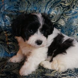 Havanese Puppies from Artwyrks Havanese