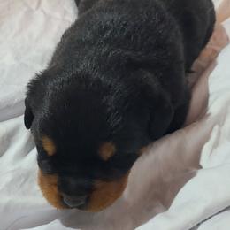 Axel - Black and mahogany male Rottweiler puppy in Humboldt, Arizona from Guardian Angel Rottweiler