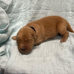Snickers - black - Dark golden male Golden Retriever puppy in Pelham, Georgia from Sellers Kennels