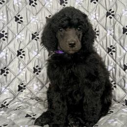 Purple girl - Blue female Poodle puppy in East Wenatchee, Washington from Stylish Standards