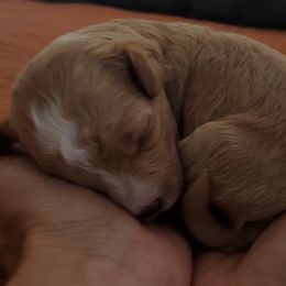Cavapoo Puppies from Good Shepherd Homestead