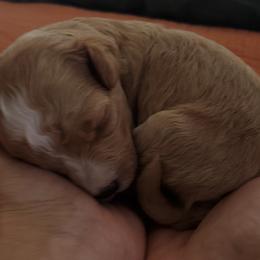 Cavapoo Puppies from Good Shepherd Homestead