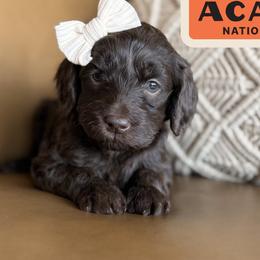 Acadia - Chocolate female Labradoodle puppy in Lubbock, Texas from Lucky Labradoodles