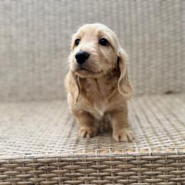 Fig (CLEAR ee Cream) - Cream male Dachshund puppy in Tyrone, Pennsylvania from Hickory Hollow Dachshunds