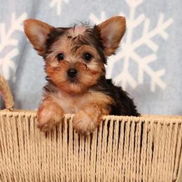 Missy - Blue and gold female Yorkshire Terrier puppy in Daleville, Indiana from Monarch Yorkshire Terriers