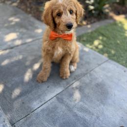 Double Doodle and Goldendoodle Puppies from Red White and Doodle