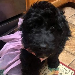 Aussiedoodles, Cockapoos, and Poodles from Emerald J Doodles