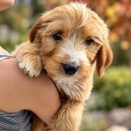 Pie - Red male Bernedoodle puppy in Springville, Utah from Oodles of Bernedoodles