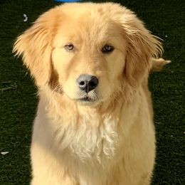 Bash - Golden Retriever