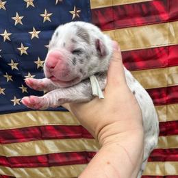 Freedom - Harlequin male Great Dane puppy in Rosharon, Texas from Parker's Great Danes