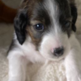 Dachshund Puppies from Bella’s Puppies