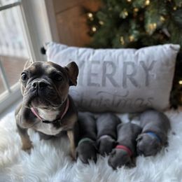 French Bulldogs from Southern Homestead Frenchies