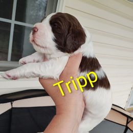 Mr. Tripp - White and liver male English Springer Spaniel puppy in Kingsport, Tennessee from Leandra's English Springer Spaniels