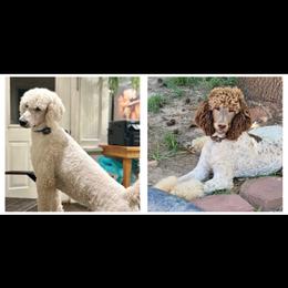 Poodle puppies from MizzElle’s Standard Poodles