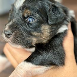 Yellow collar - Black tri-color female Aussiedoodle puppy in 32046, Florida from River Hill Ranch