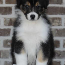 Black tri female 3 - Black tri-color female Australian Shepherd puppy in Riverton, Utah from Prestige Aussies