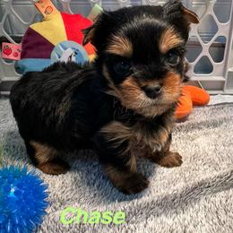 Chase - Black and tan male Yorkshire Terrier puppy in Ashland, Kentucky from Yorkie Paw