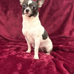 Eliza - Chihuahua