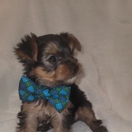 Yorkshire Terriers from Heather's Yorkies