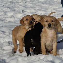 Labrador Retriever Puppies from Cheri Lewitzke