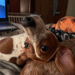 Dachshunds from Mary Jo Diaz