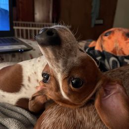 Dachshunds from Mary Jo Diaz