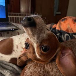 Dachshunds from Mary Jo Diaz