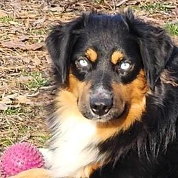 Miniature Australian Shepherd and Toy Australian Shepherd Puppies from Miller Hill Aussies