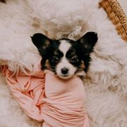 Sporty Mix Puppies from Ebonheart Kennel